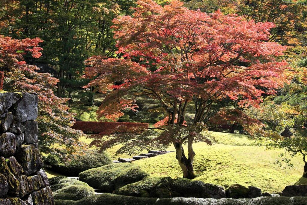 El arce japonés es un árbol con poca raíz