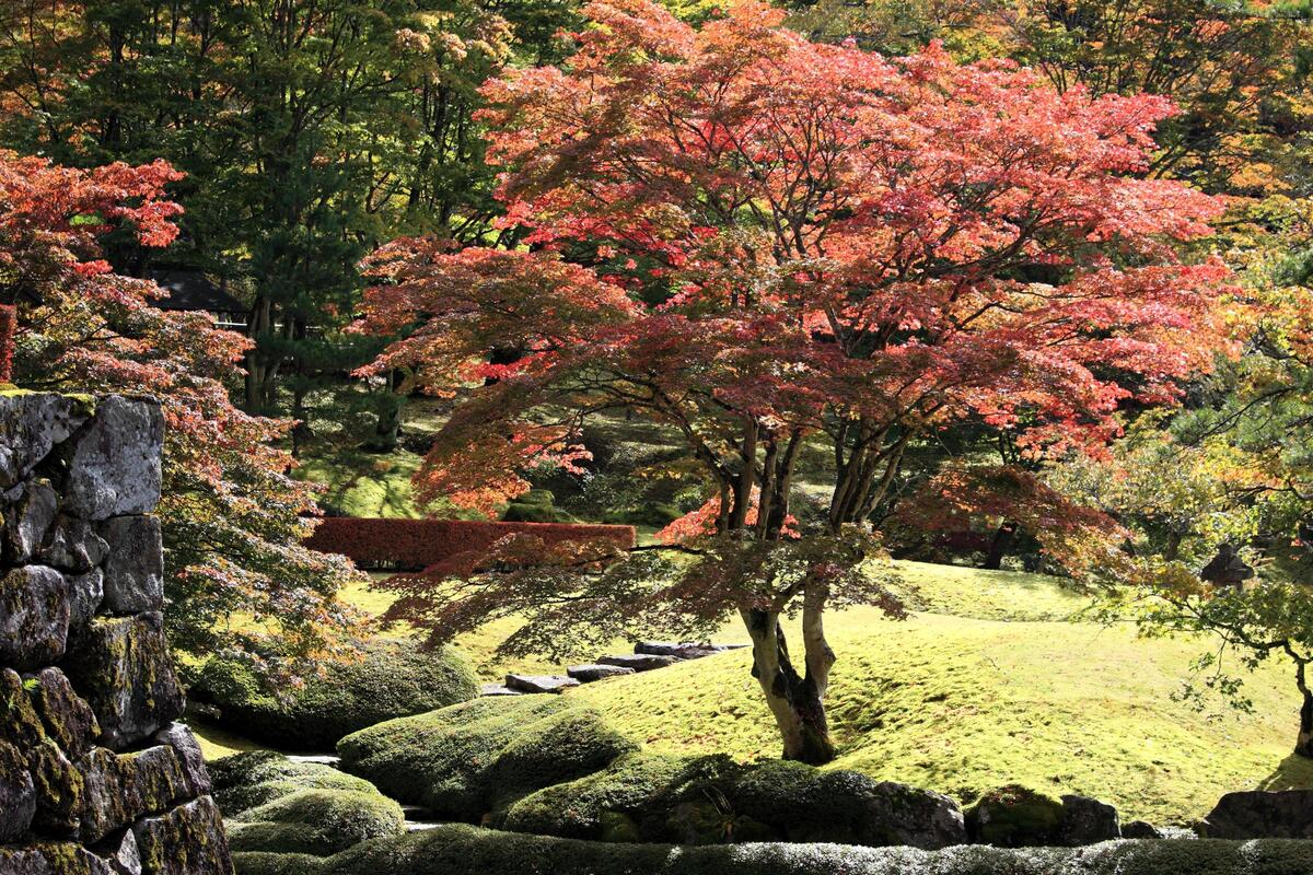 The Japanese maple is a tree with few roots.
