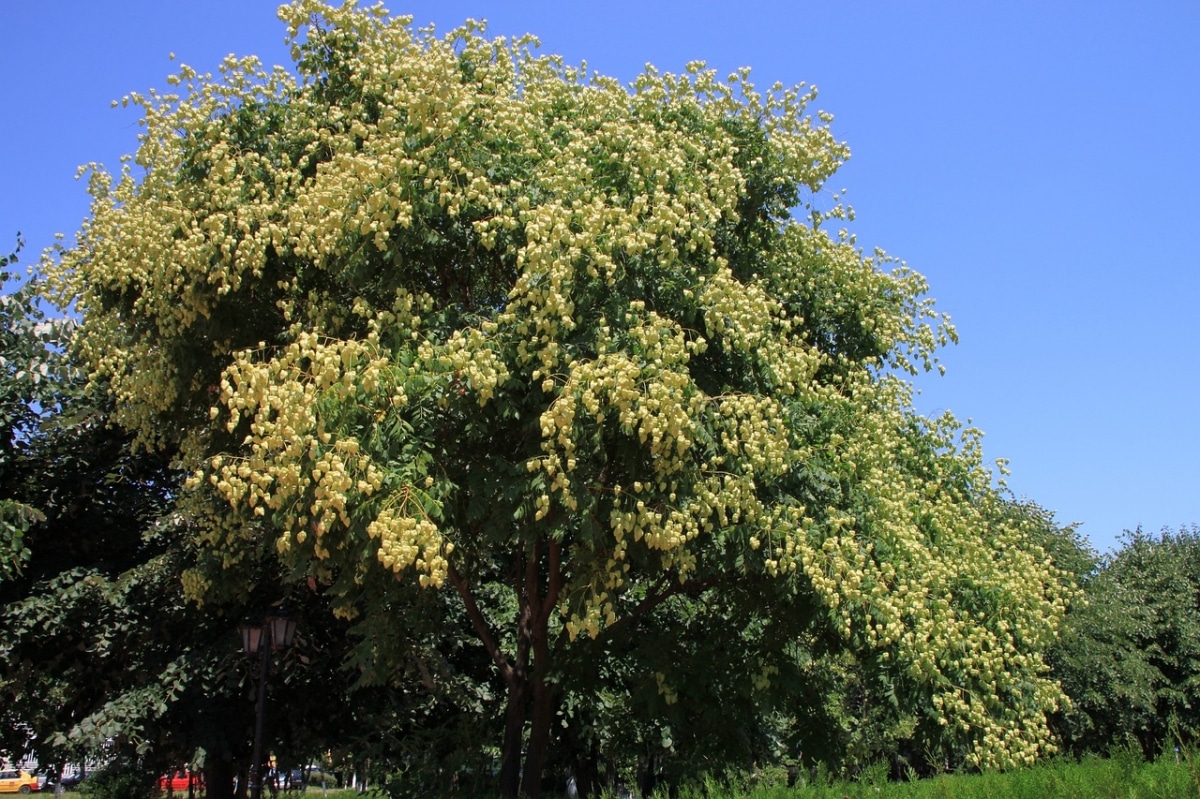 The koelreuteria is a deciduous tree