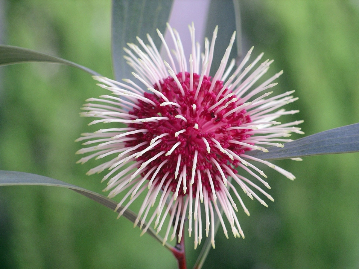 The Hakea laurina has rare flowers