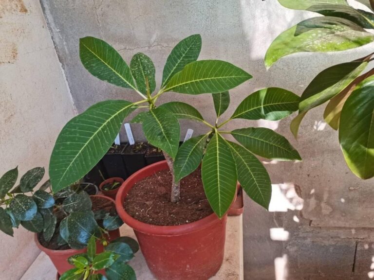 La plumeria puede estar en maceta