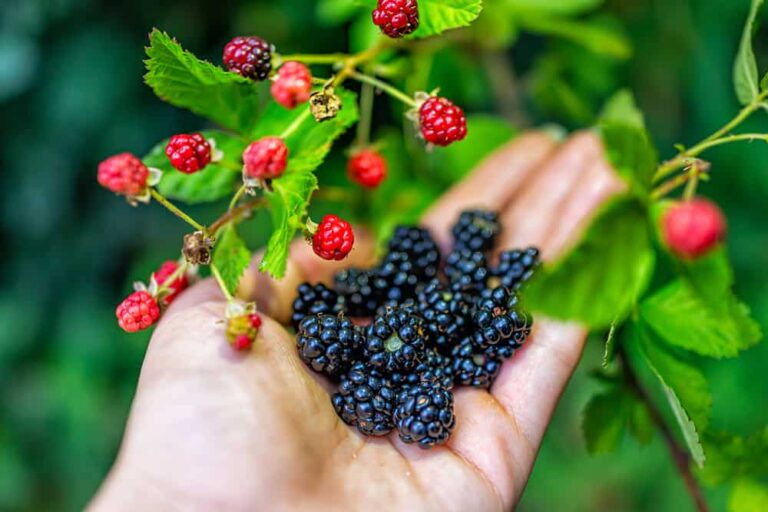 Everything you need to start looking for berries