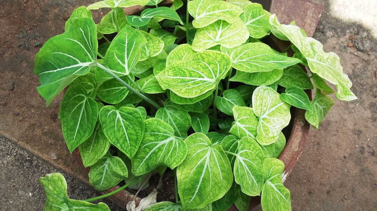 Caladium is a difficult plant to maintain