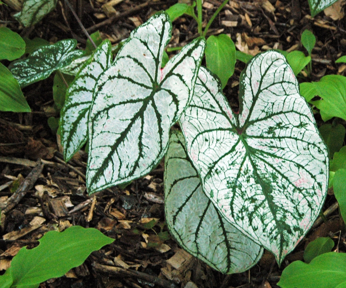 Caladium is a delicate plant