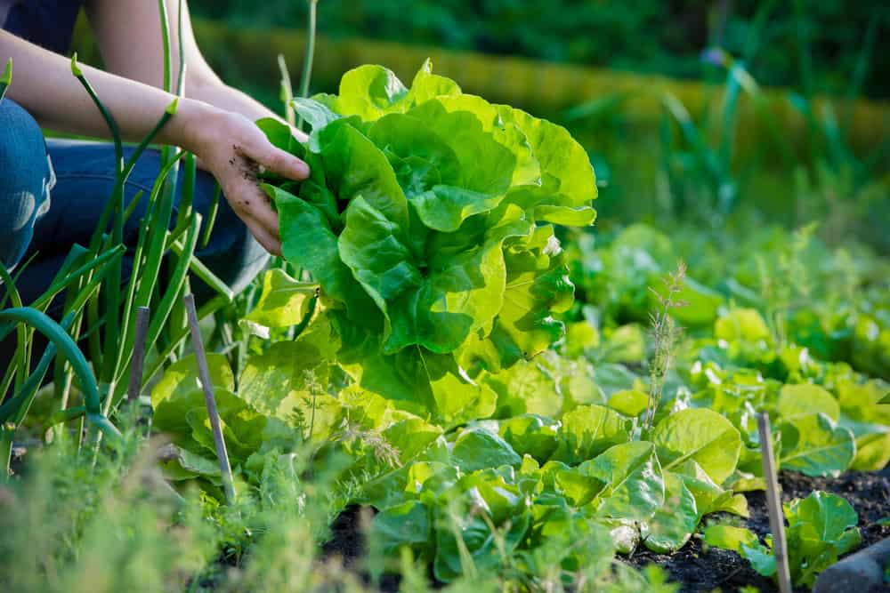 15+ of the best heat-tolerant greens for your summer garden crops