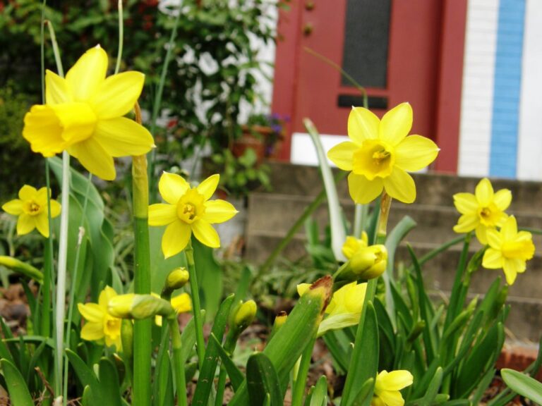 5 Gardening Tips for March and April - ISPUZZLE