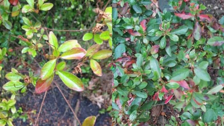Azalea leaves turn red