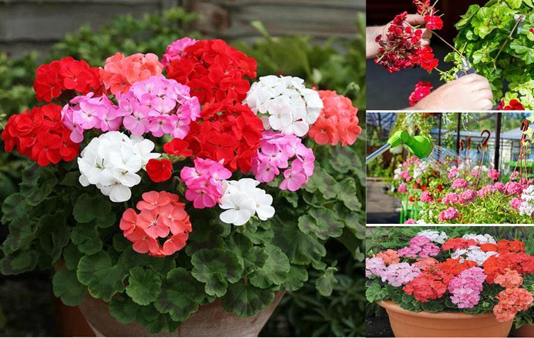 6 tips for making geraniums bloom all year round