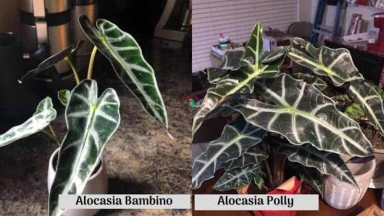 Differences between Alocasia Bambino and Alocasia Polly
