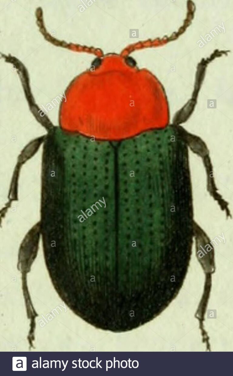 Altica: defending yourself against the garden flea