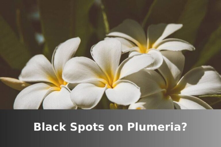 plumeria blackheads