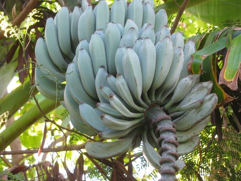 El pl&aacute;tano azul es un cultivar raro