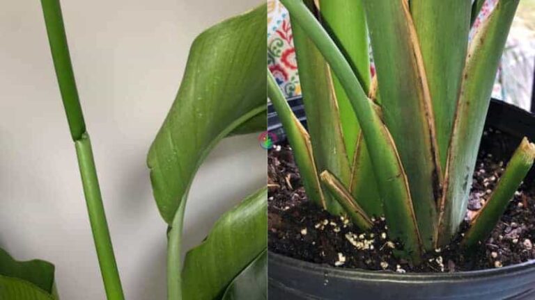 bird of paradise broken rod