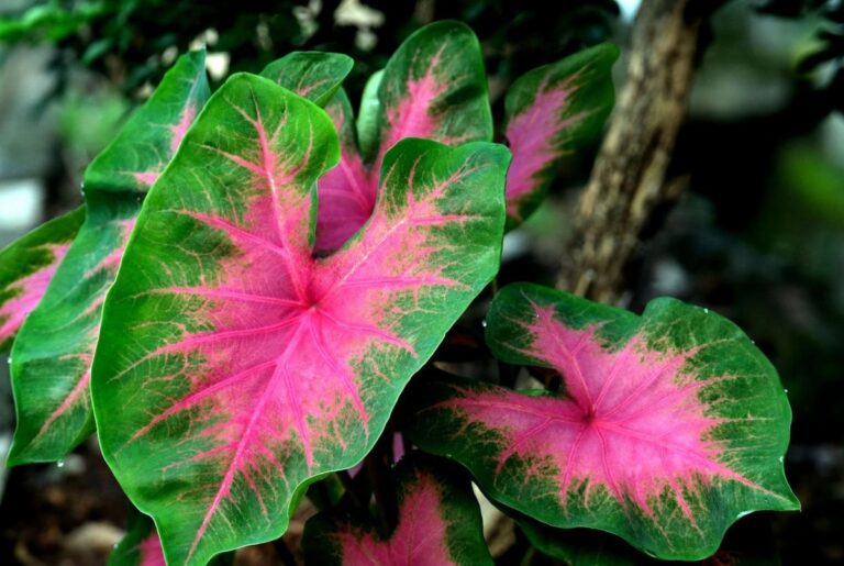 El caladium es una planta sensible al fr&iacute;o