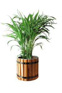 a green palm tree