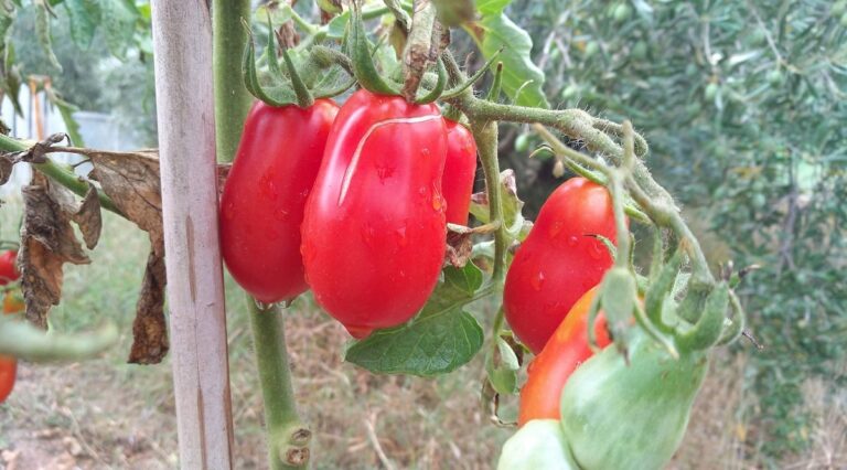 tomate san marzano