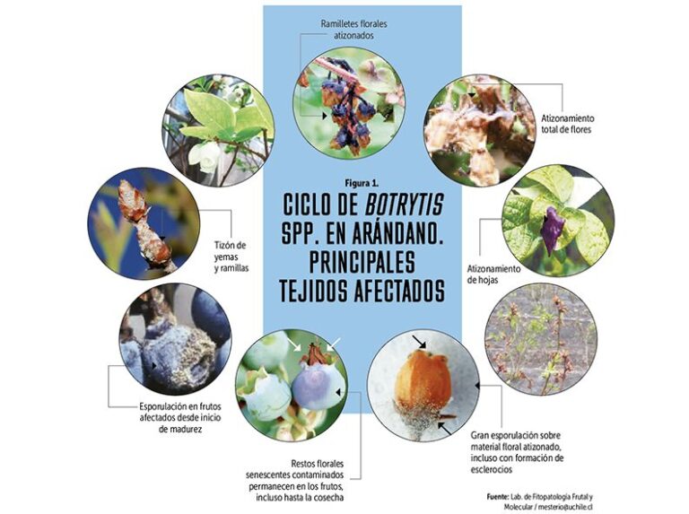 Cherry Tree Diseases: Prevention And Organic Defense