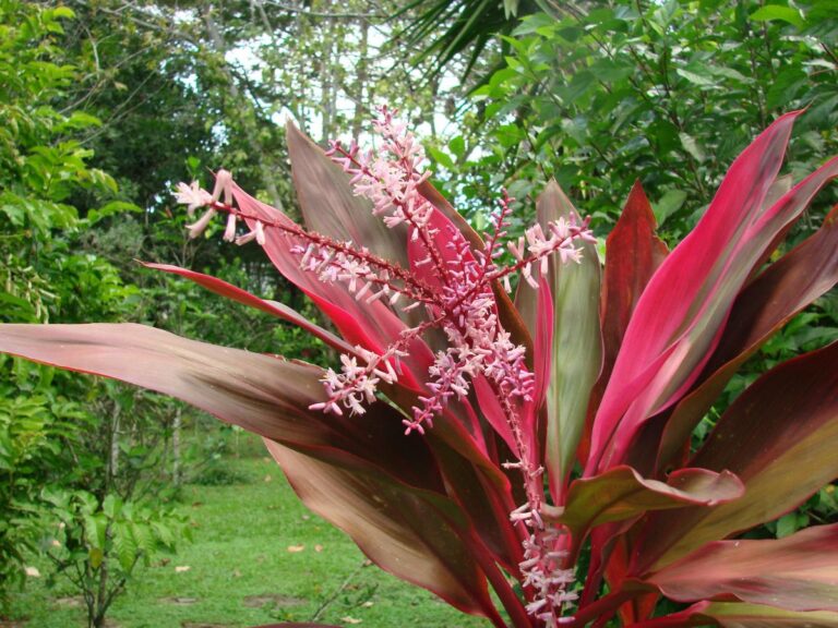 El cordyline fruticosa requiere pocos cuidados