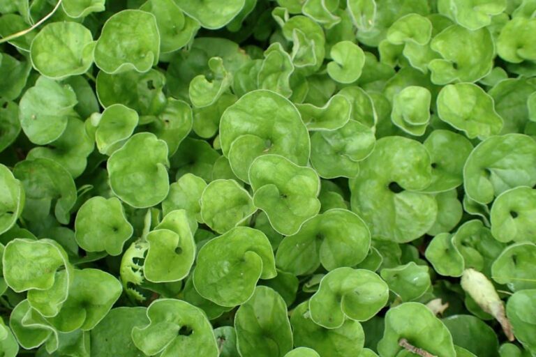cuidados de la dichondra repens