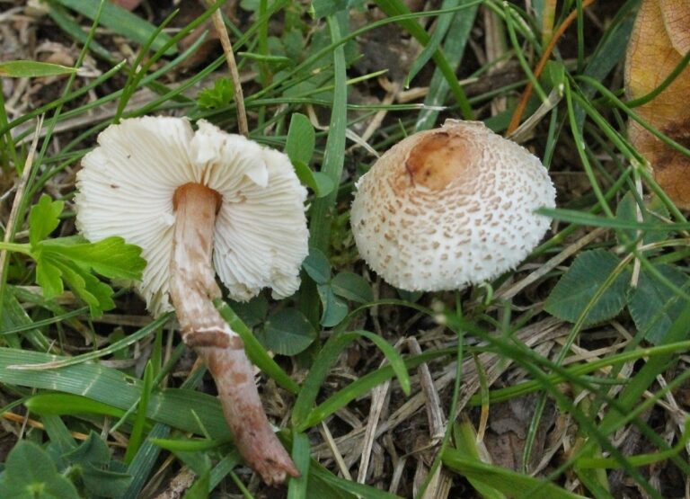 diferencias entre lepiota y macrolepiota