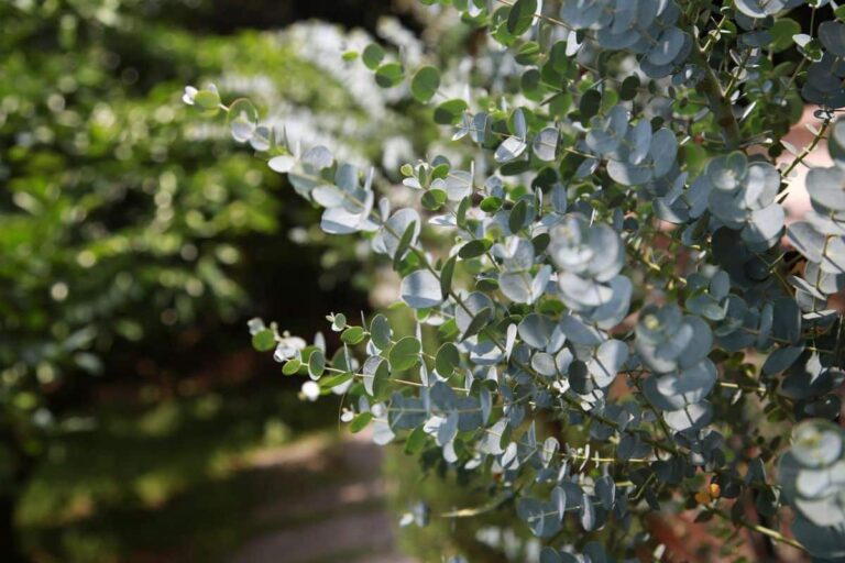 Eucalyptus gunnii: cuidados