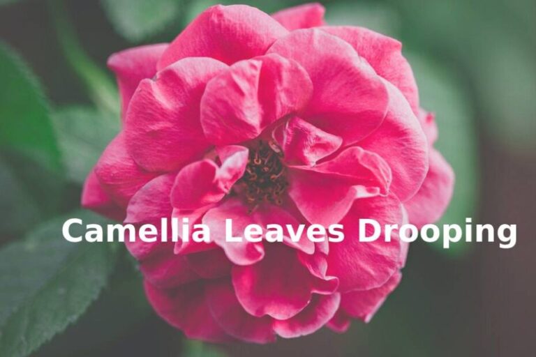 autumn hanging camellia leaves