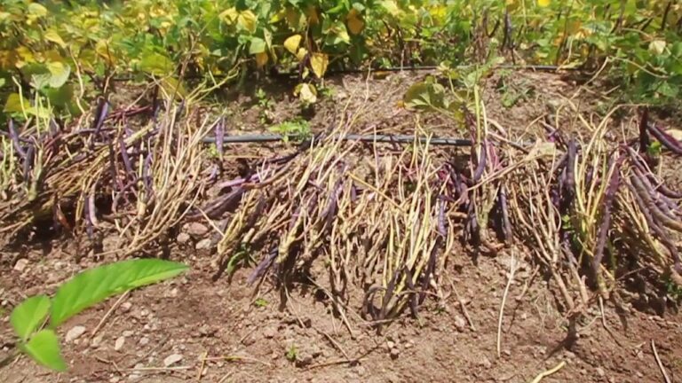 From sowing to harvest