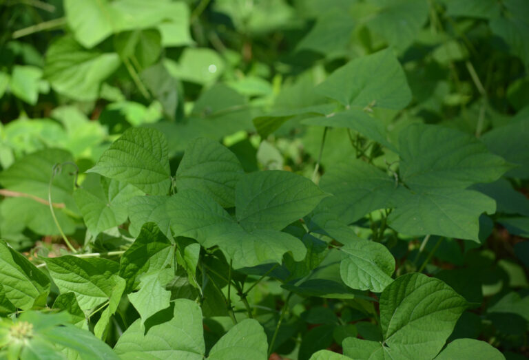 Green manure: how and when to do it
