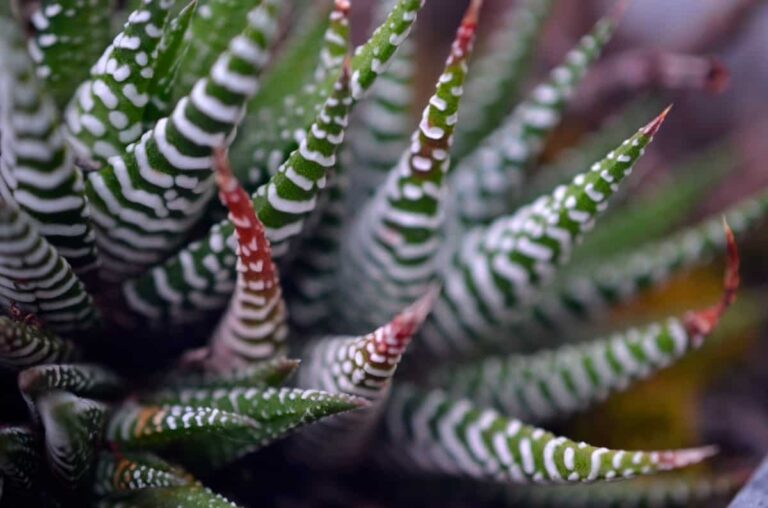 Los cuidados de la Haworthia attenuata son sencillos