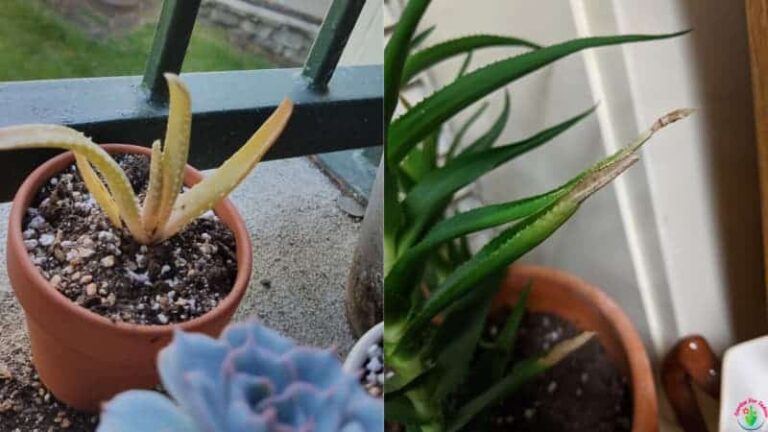 Signs of Aloe Vera need a glass of water
