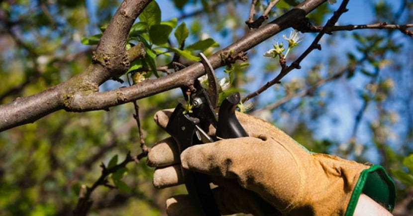 How and when to prune the apple tree