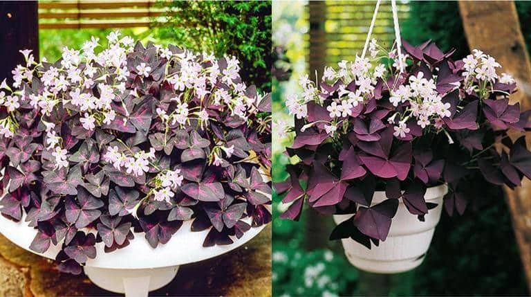 How to Grow Red Clover (Oxalis Triangularis) and Its Care