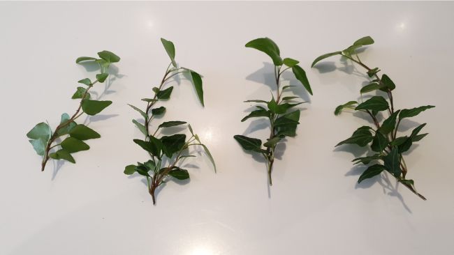 ivy cuttings for propagation