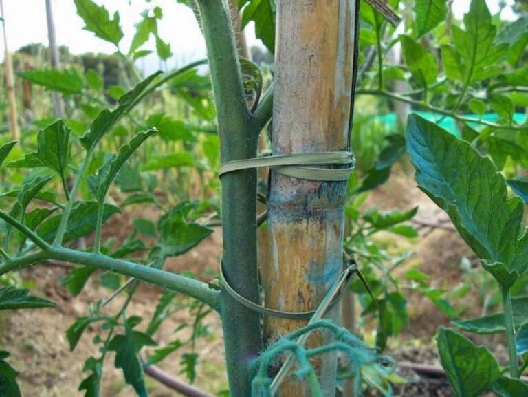 tutores para plantas