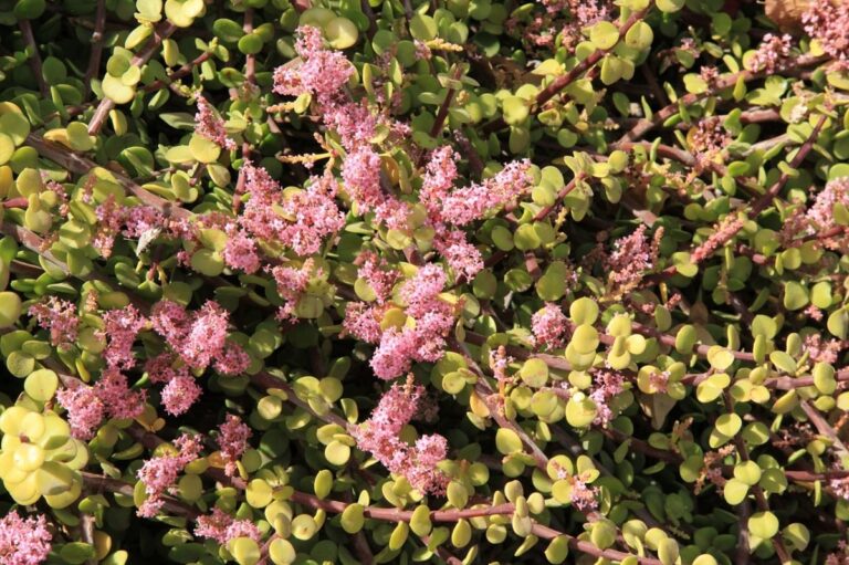 La flor de la Portulacaria afra es rosa