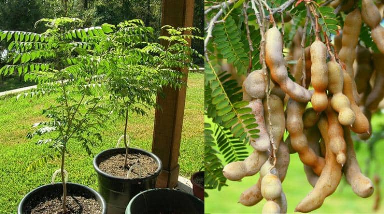 cultivar tamarindo en maceta