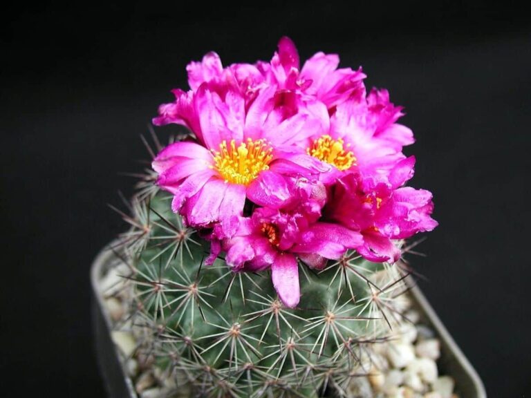 Los cactus peque&ntilde;os necesitan de varios cuidados