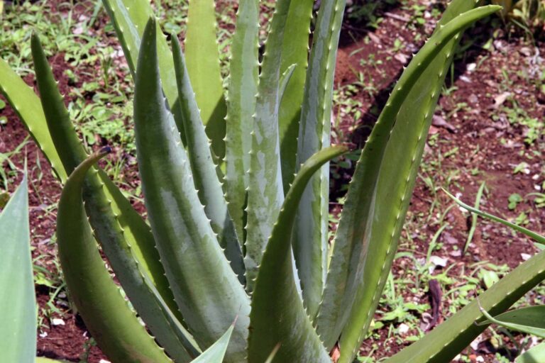 El aloe vera se siembra en primavera