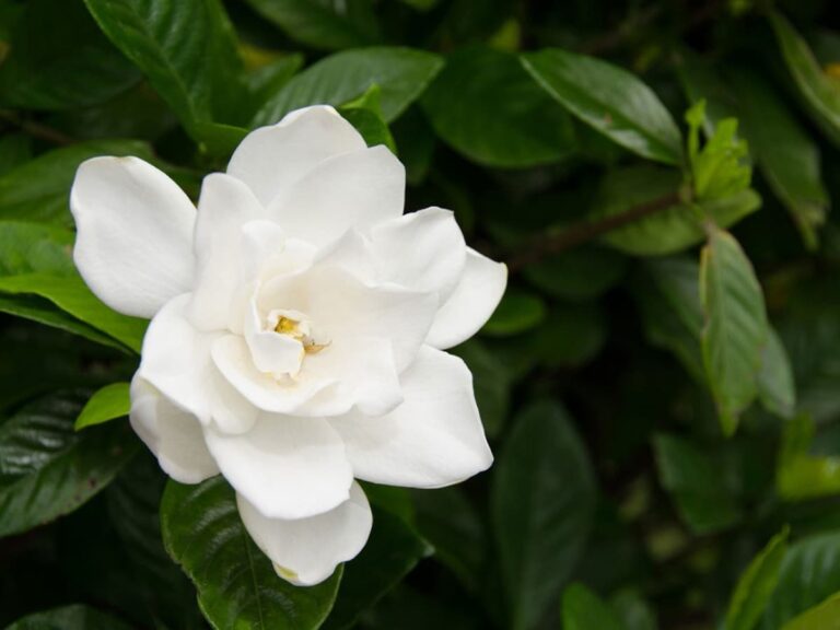 gardenias y mantenimiento