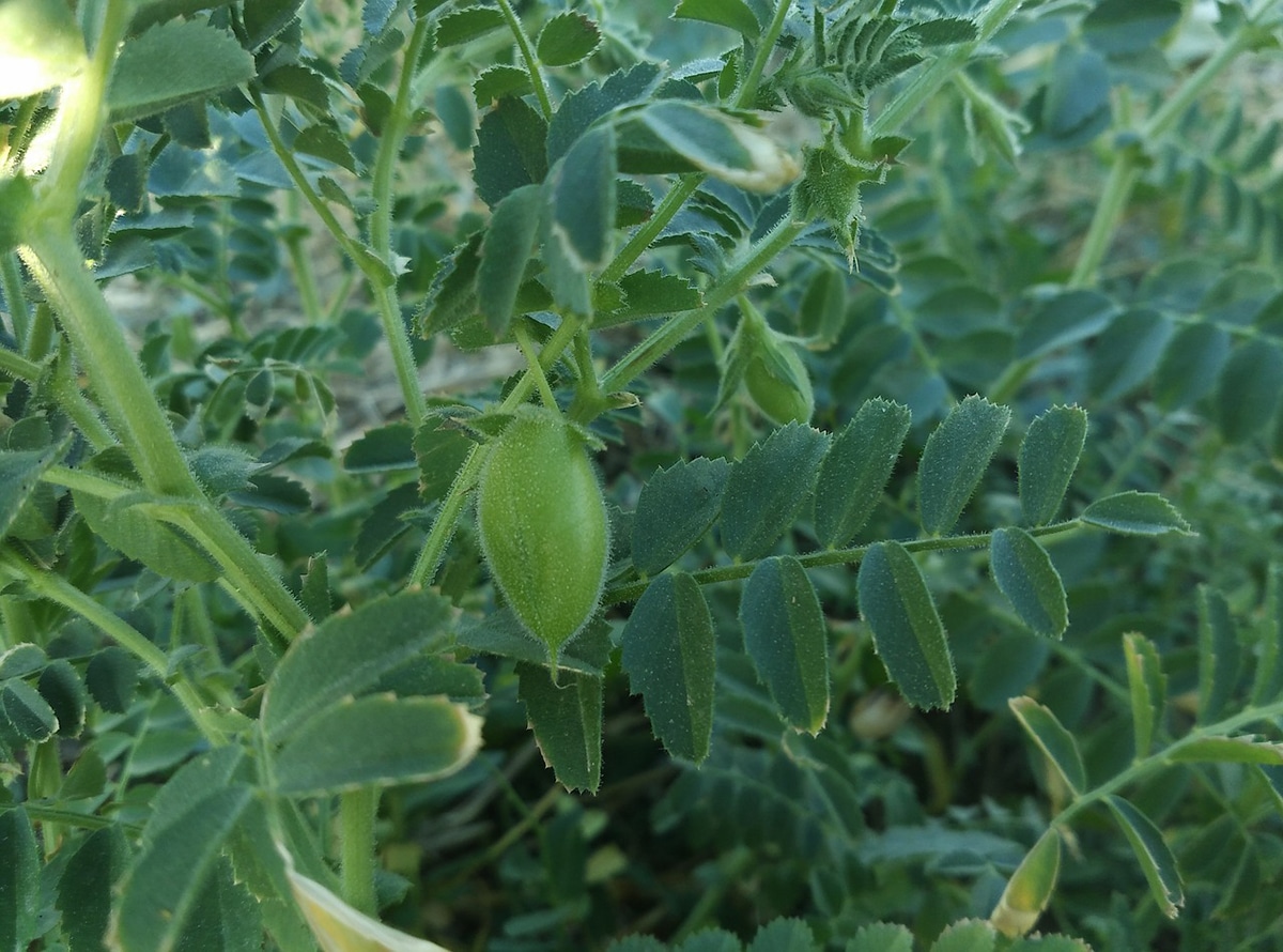 Chickpeas are very popular in gastronomy