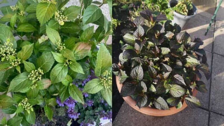 Hydrangea leaves turn red