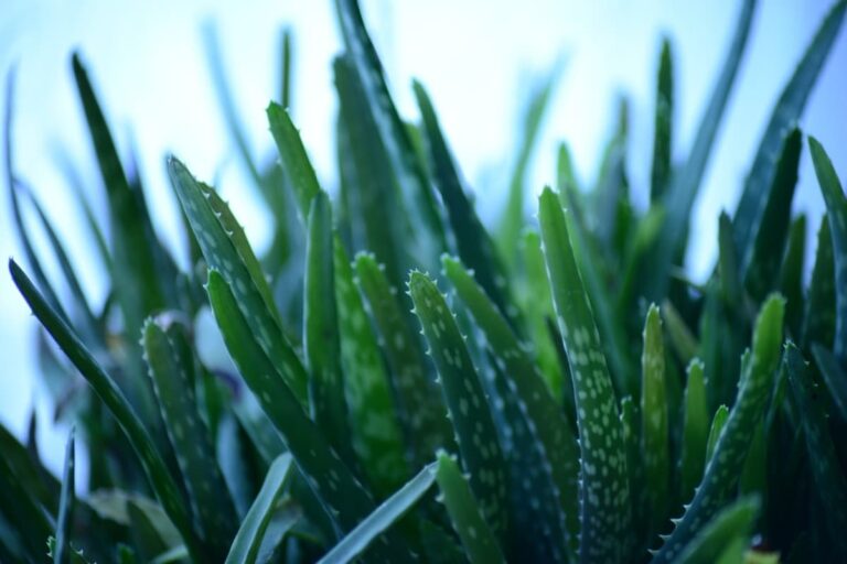 El aloe vera no se multiplica por esquejes de hoja
