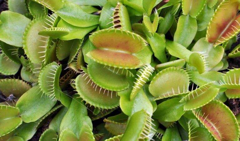 Las plantas carn&iacute;voras son delicadas en interior