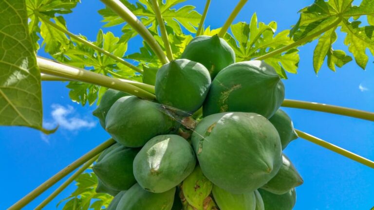 La papaya es una planta tropical