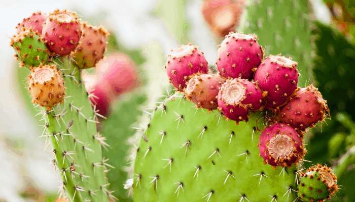 Is the cactus a vegetable?  (The answer may surprise you) – ISPUZZLE
