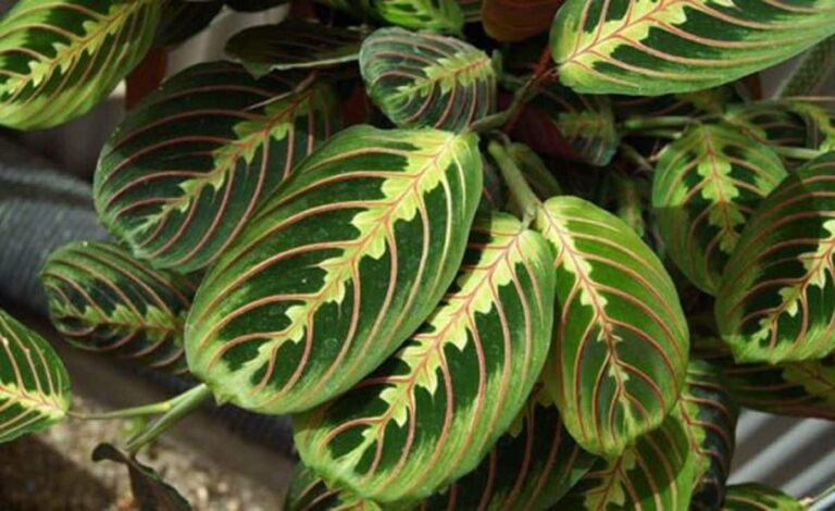 Maranta leuconera: cuidados