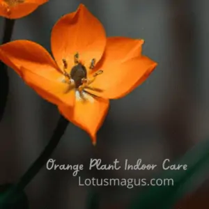 Indoor Plant Care Orange Star