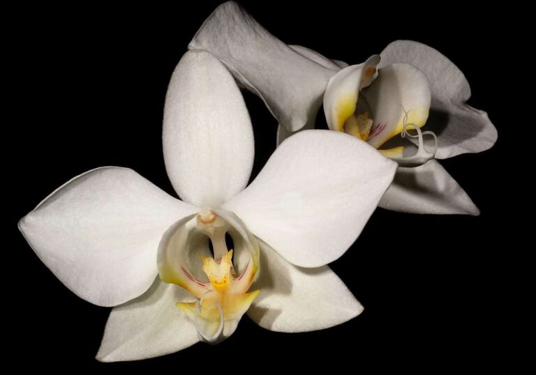 orquideas