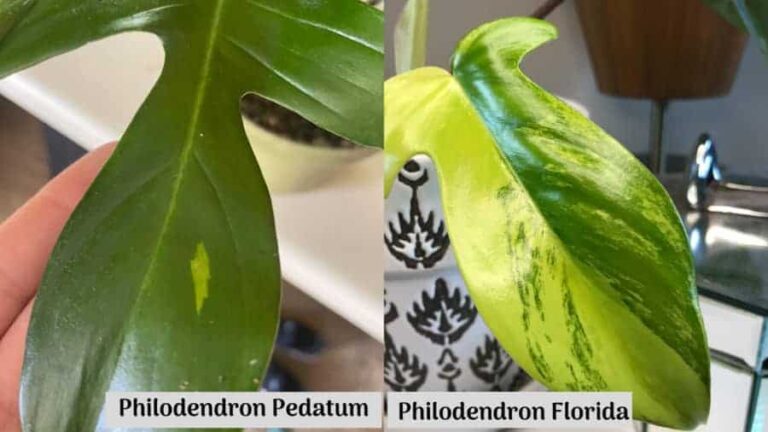 Philodendron Pedatum and Philodendron Florida Difference