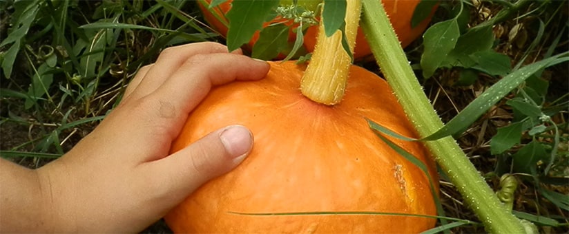 Pumpkin picking: how to find it